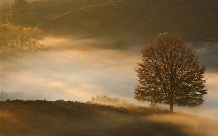 Amanhecer, árvore, grama, névoa Papéis de Parede, imagem