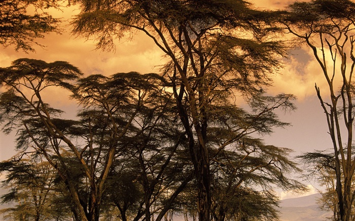 cenário crepúsculo, árvores Papéis de Parede, imagem