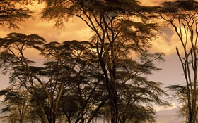 cenário crepúsculo, árvores HD Papéis de Parede