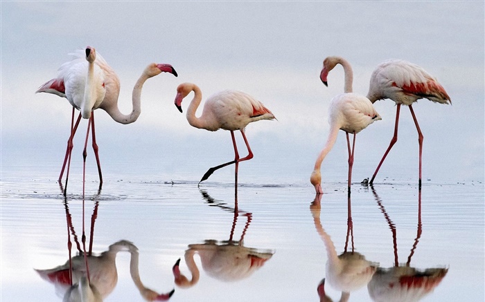 Cinco flamingos, lago, reflexão Papéis de Parede, imagem