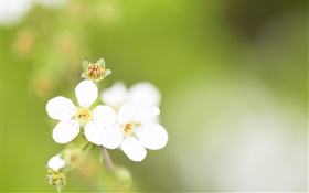 Cinco pétalas, flores brancas, bokeh HD Papéis de Parede