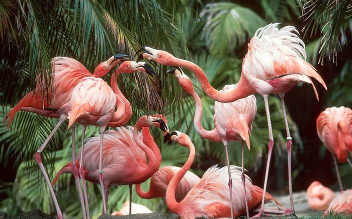 Flamingo close-up, pássaros Papéis de Parede, imagem