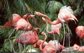 Flamingo close-up, pássaros HD Papéis de Parede