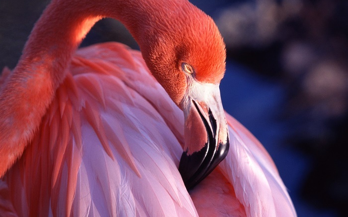 Cabeça do flamingo e penas close-up Papéis de Parede, imagem
