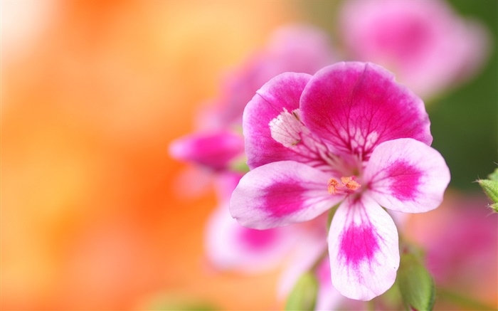 Flor macro fotografia, rosa pétalas brancas, bokeh Papéis de Parede, imagem