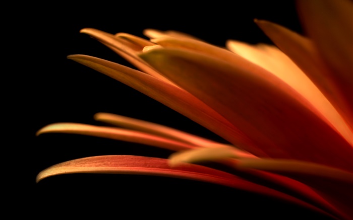 pétalas de flores close-up, fundo preto Papéis de Parede, imagem