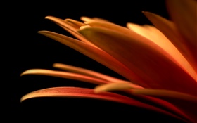 pétalas de flores close-up, fundo preto HD Papéis de Parede