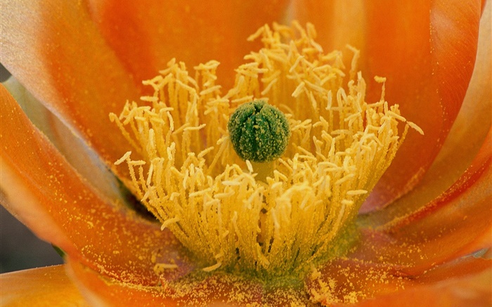 Flowers close-up, pistilo Papéis de Parede, imagem
