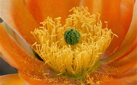 Flowers close-up, pistilo