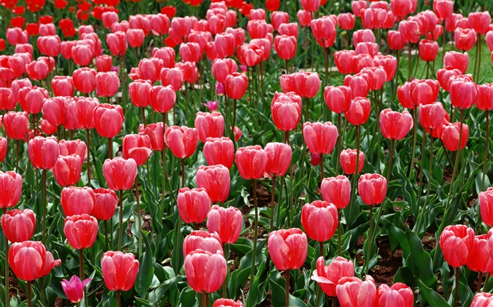 campo de flores, tulipas vermelhas Papéis de Parede, imagem