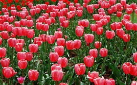 campo de flores, tulipas vermelhas