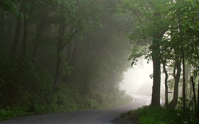 Floresta, estrada, árvores, névoa, manhã