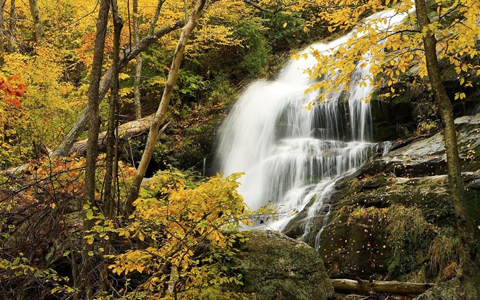 Floresta, árvores, outono, rochas, cachoeira Papéis de Parede, imagem