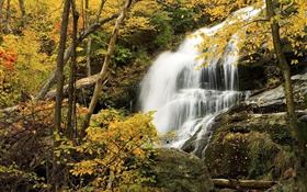 Floresta, árvores, outono, rochas, cachoeira HD Papéis de Parede