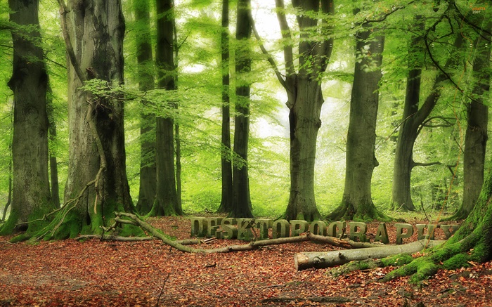 Floresta, árvores, verde, design Desktopography Papéis de Parede, imagem