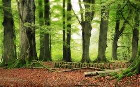 Floresta, árvores, verde, design Desktopography HD Papéis de Parede