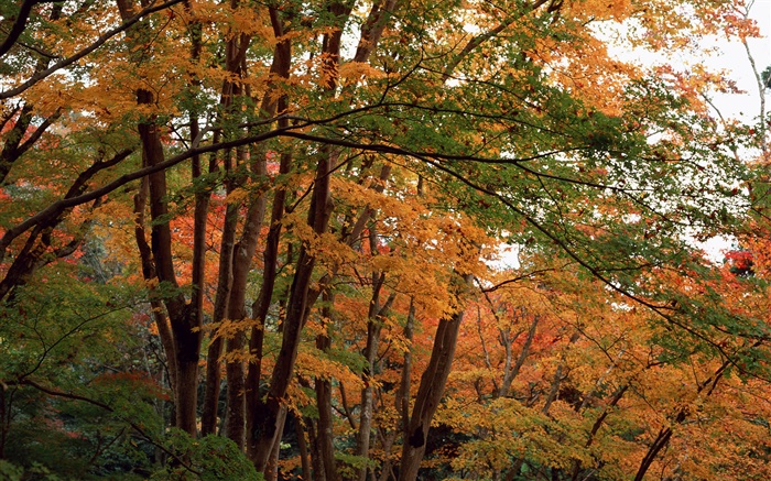 Floresta, árvores no outono, as folhas amarelas Papéis de Parede, imagem