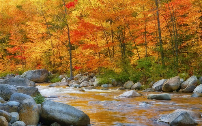 Floresta, árvores, folhas vermelhas, rio, pedras, outono Papéis de Parede, imagem