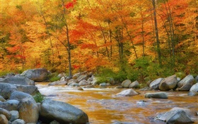 Floresta, árvores, folhas vermelhas, rio, pedras, outono HD Papéis de Parede