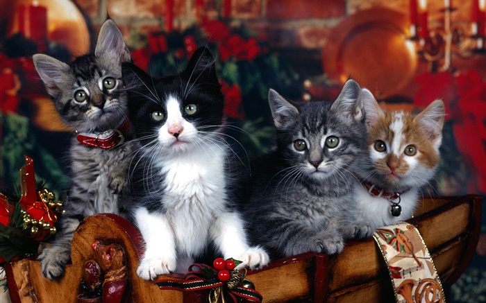 Quatro gatinhos, Natal Papéis de Parede, imagem
