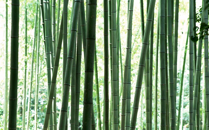 floresta de bambu verde fresco Papéis de Parede, imagem