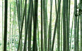 floresta de bambu verde fresco HD Papéis de Parede
