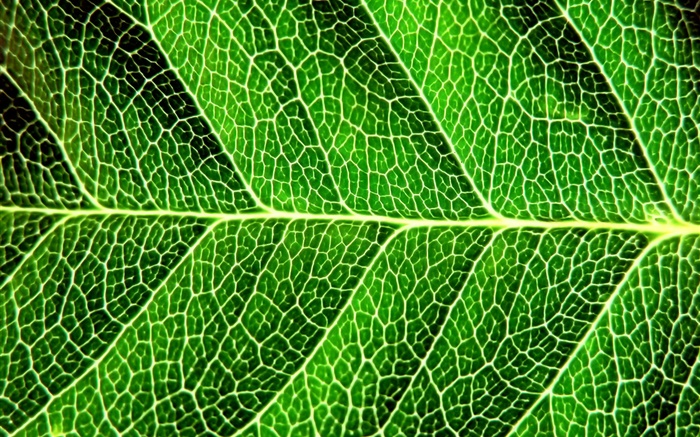 Folha verde fresca, fotografia macro, linhas Papéis de Parede, imagem