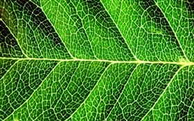 Folha verde fresca, fotografia macro, linhas