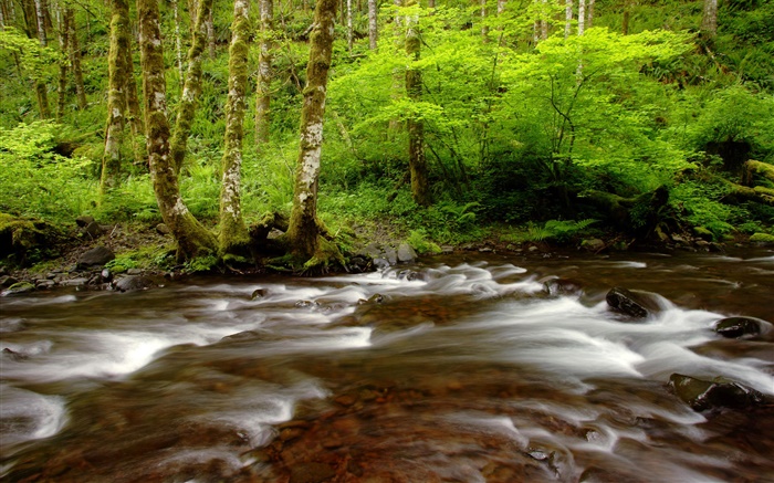 Gales Creek, Tillamook State Forest, Oregon, EUA Papéis de Parede, imagem