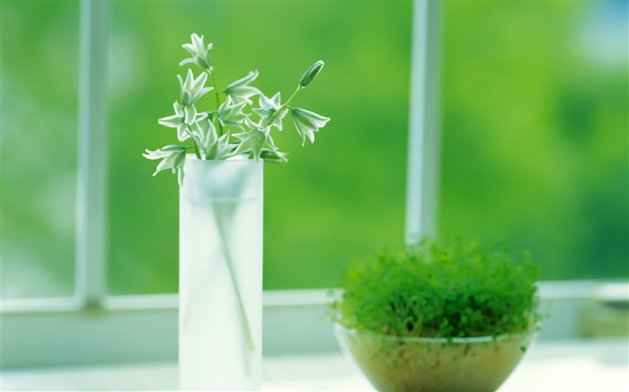 copo de vidro, plantas, verde, janela, primavera Papéis de Parede, imagem