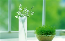 copo de vidro, plantas, verde, janela, primavera HD Papéis de Parede