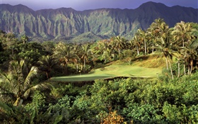 gramado Golf, palmeiras, montanhas, Havaí, EUA