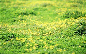 Grama, gramado, flores silvestres amarelas
