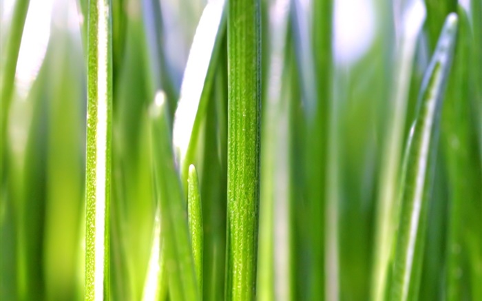 Folhas de grama macro fotografia, bokeh Papéis de Parede, imagem