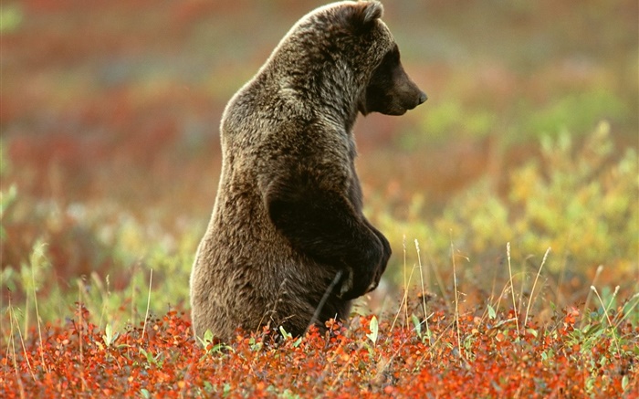 Standing Bear cinza Papéis de Parede, imagem