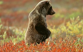 Standing Bear cinza HD Papéis de Parede