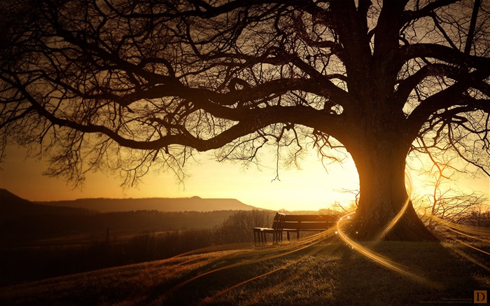 Grande árvore, banco, pôr do sol, os raios de luz, imagens criativas Papéis de Parede, imagem