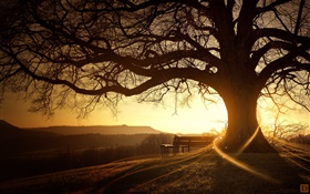 Grande árvore, banco, pôr do sol, os raios de luz, imagens criativas