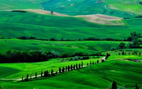 Campo verde, Toscana, Itália, árvores, estrada HD Papéis de Parede