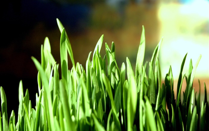 grama verde close-up, bokeh Papéis de Parede, imagem