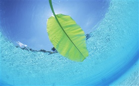folha verde, subaquático, mar, Maldivas