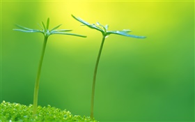 Verde, primavera, plantas botões, frescos HD Papéis de Parede