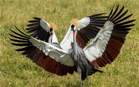 Grou-coroado-oriental, dois pássaros, asas HD Papéis de Parede