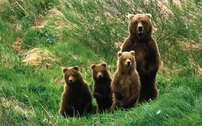 família do urso de urso, grama Papéis de Parede, imagem