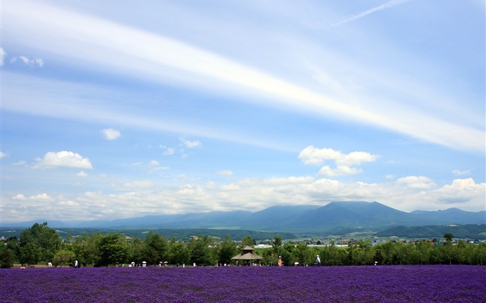 Hokkaido, Japão, vista do parque, flores, montanhas, nuvens Papéis de Parede, imagem