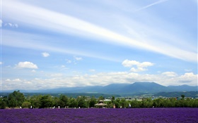 Hokkaido, Japão, vista do parque, flores, montanhas, nuvens