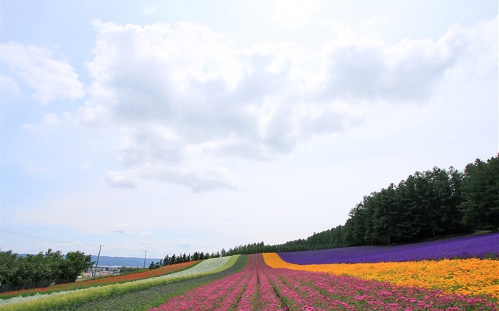 Hokkaido, Japão, belo campo de flores, colorido Papéis de Parede, imagem