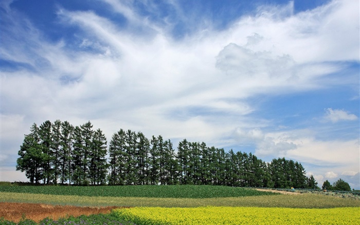 Hokkaido, Japão, paisagem natureza, verão, árvores, campos, nuvens Papéis de Parede, imagem
