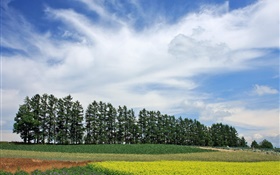 Hokkaido, Japão, paisagem natureza, verão, árvores, campos, nuvens