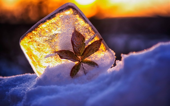 Ice, folha, neve, luz solar Papéis de Parede, imagem